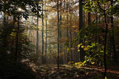 forest trees beeches