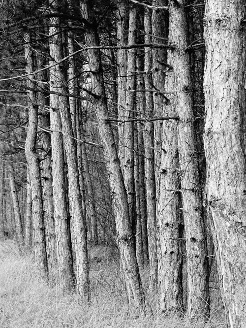 forest autumn branch