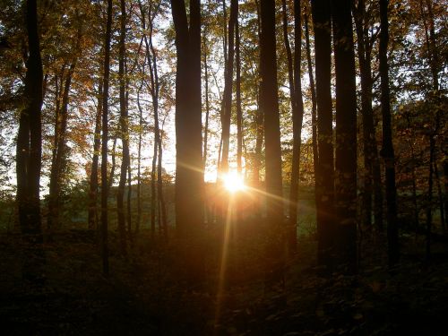 forest sunset twilight