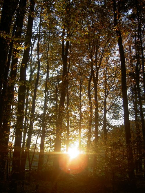 forest autumn sunset