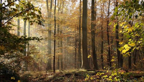 forest trees beeches