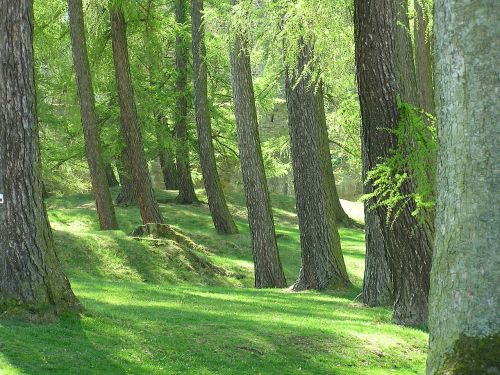 forest trees nature