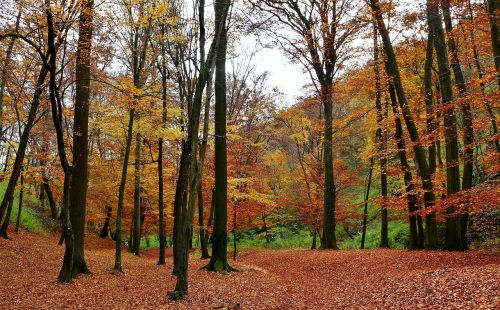 forest autumn trees