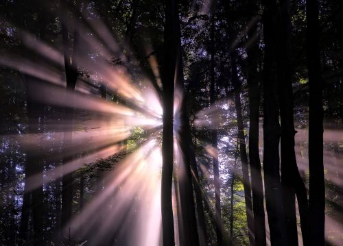 forest sunlight sun beams