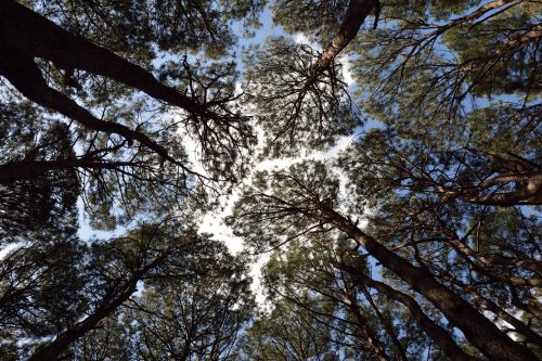 forest foliage sky