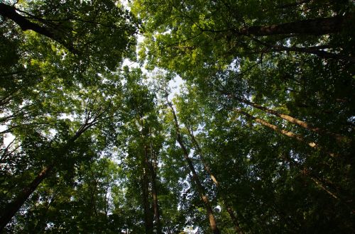 forest nature trees