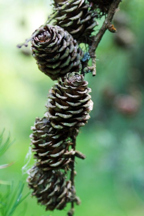 forest nature pine cone