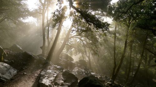 forest nature rocks