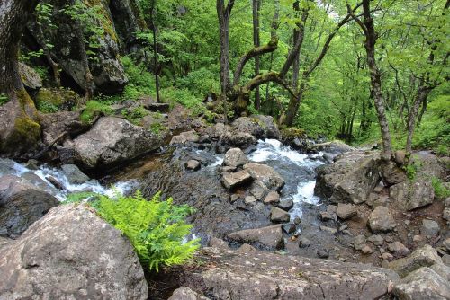 forest green waterfall