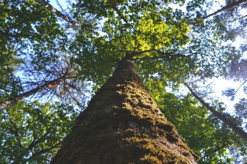 forest nature tree