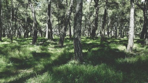 forest grass nature