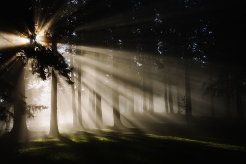 forest nature sunbeams