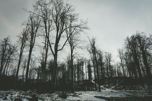 forest dark bare