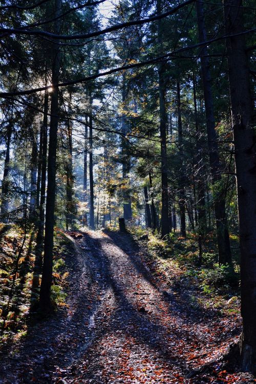 forest nature outdoors