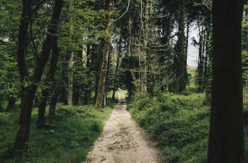 forest nature path