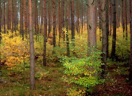 forest autumn colorful