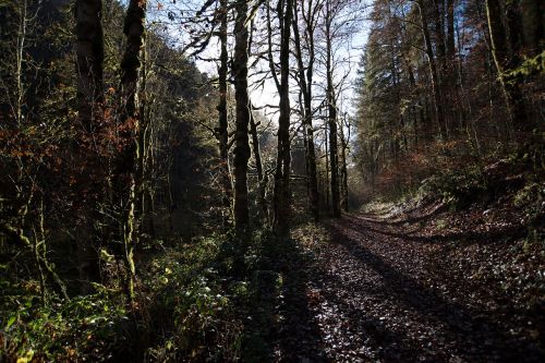 forest shadow tree