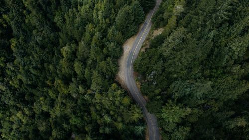 forest nature outdoors