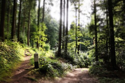 forest pathway sun