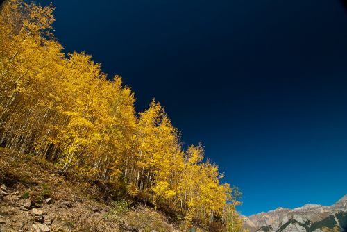 forest landscape mountain