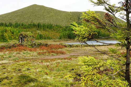 forest green azores