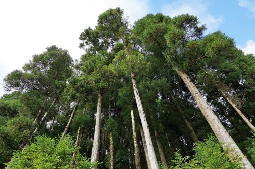 forest green azores