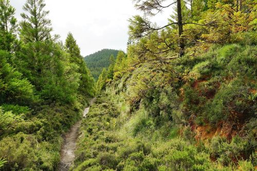 forest green azores