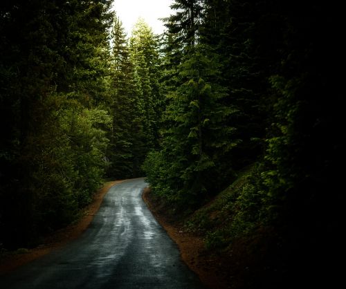 forest road travel