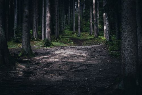 forest outdoors trees