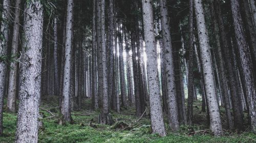 forest landscape nature