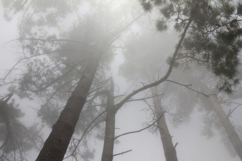 forest trees fog