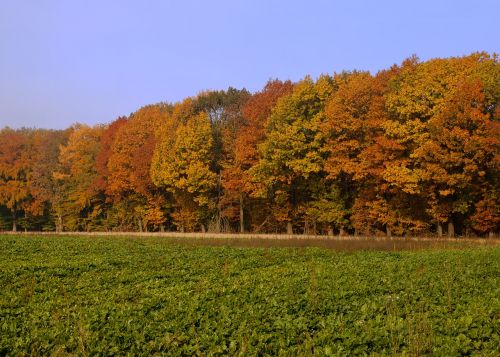 forest autumn colorful