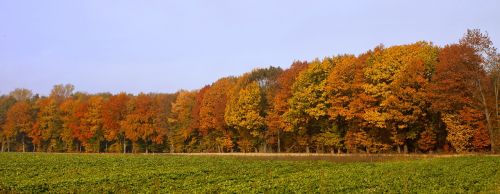 forest autumn colorful