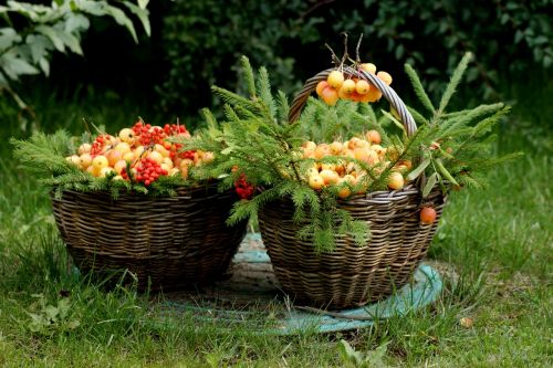 forest basket apples
