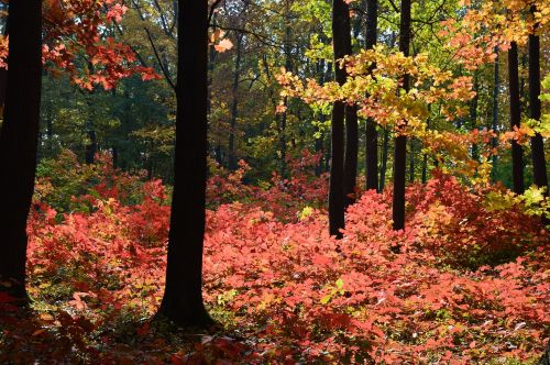 forest autumn colors