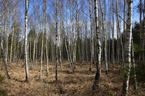 forest nature birch