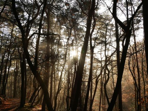 forest nature autumn