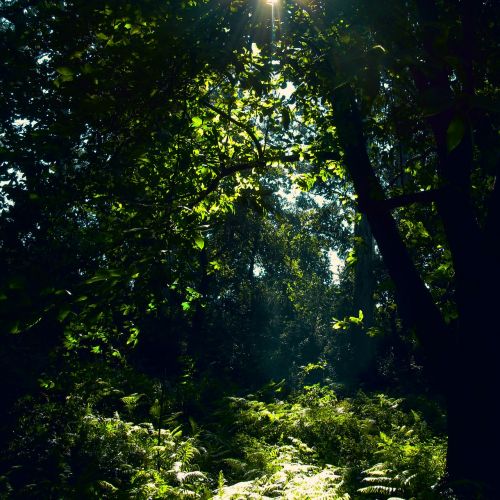 forest nature sun
