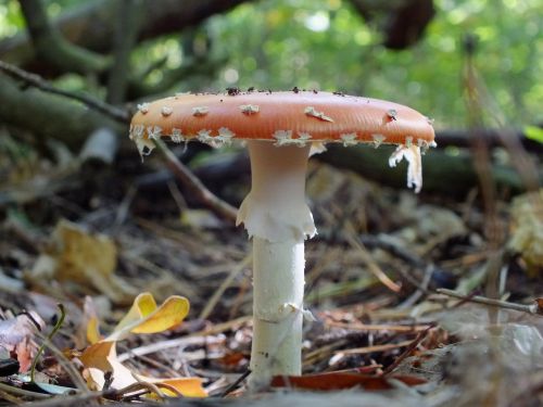 forest fly agaric side view