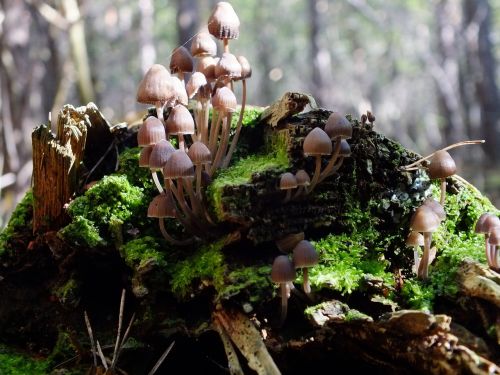 forest mushrooms log