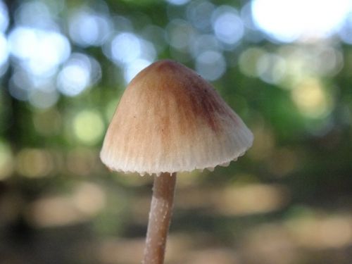 forest mushrooms macro