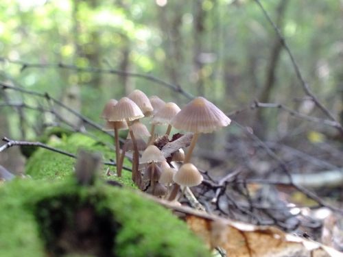 forest mushrooms macro