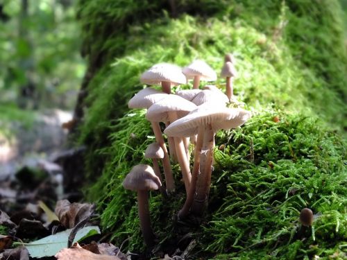 forest mushrooms log