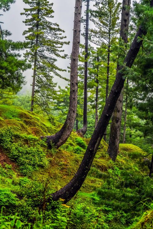 forest landscape trees