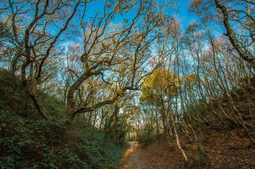 forest autumn valley