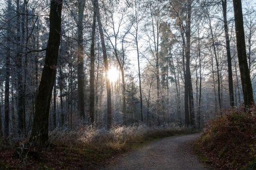 forest away landscape