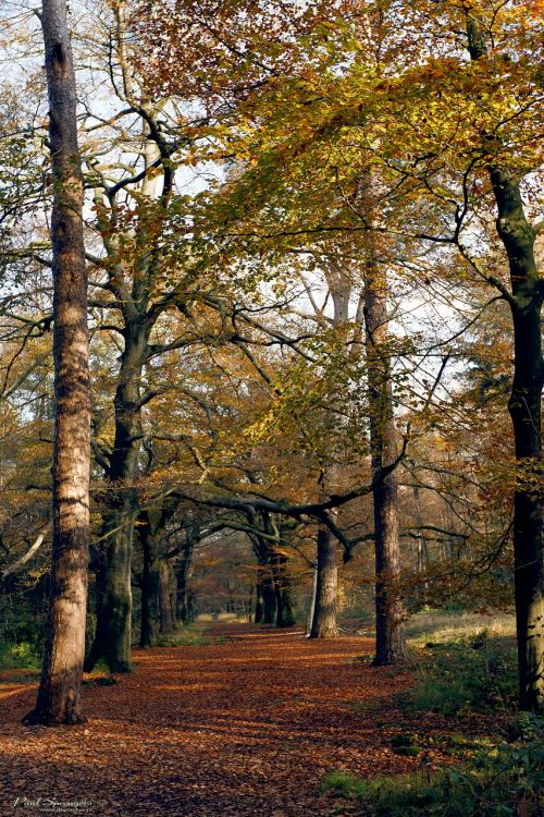 forest nature autumn