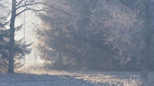 forest frost fog