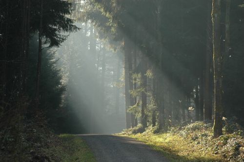 forest trees sun