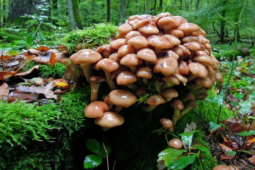 forest mushrooms group